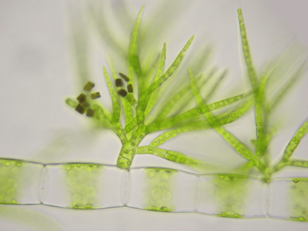 Споры ламинарии