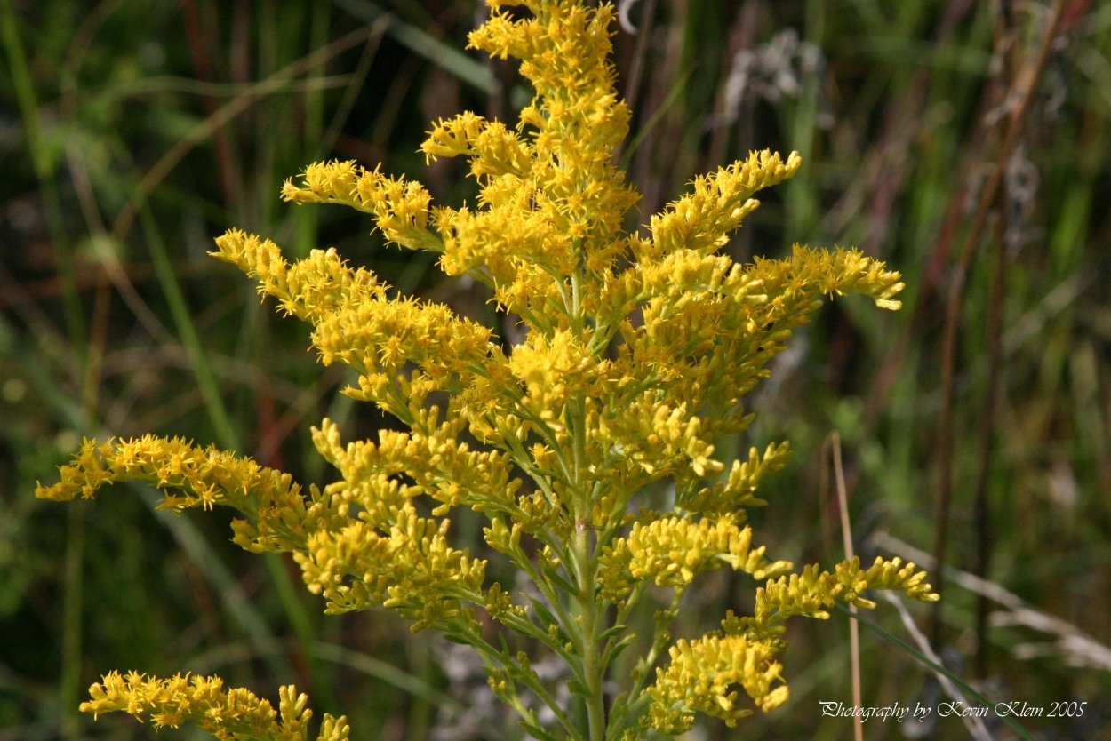 Золотарник канадский (Solidago canadensis l.)