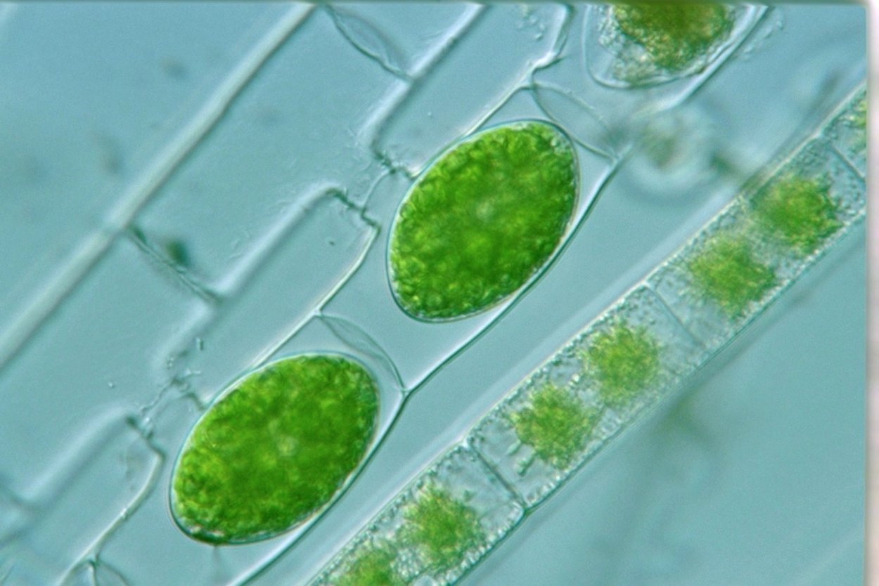 Улотрикс и спирогира размножение