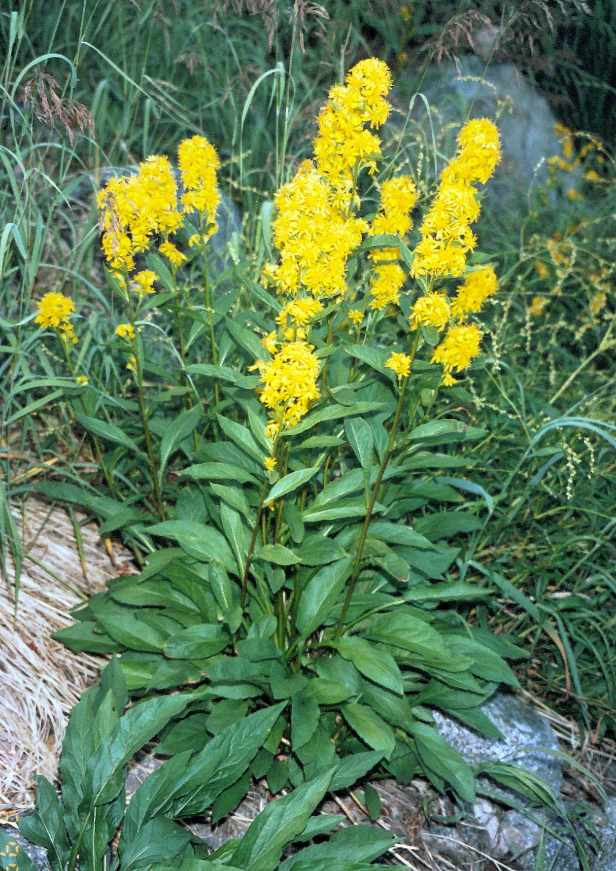 Solidago dahurica