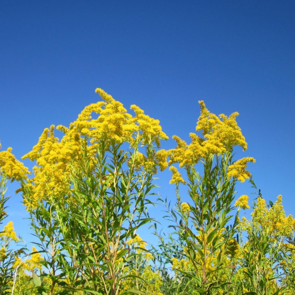 Солидаго (золотарник обыкновенный)