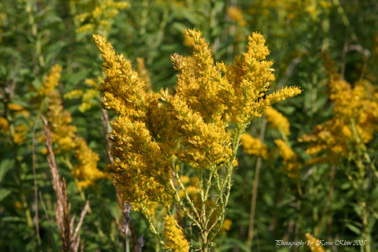 Золотарник хидигейгей