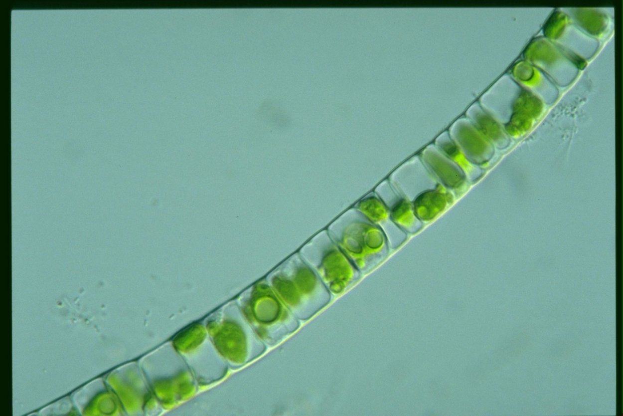 Улотрикс (Ulothrix)