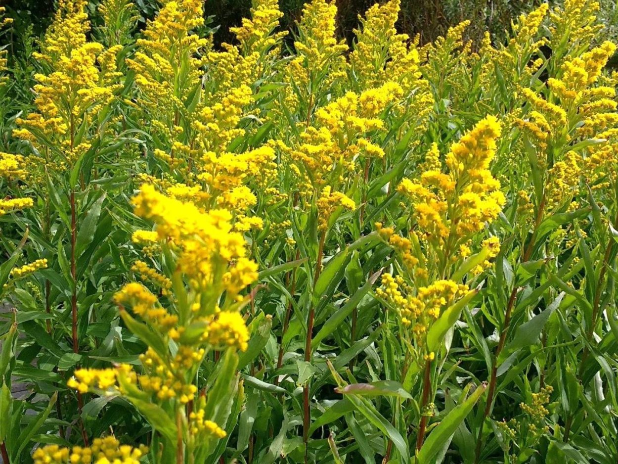 Золотарник солидаго