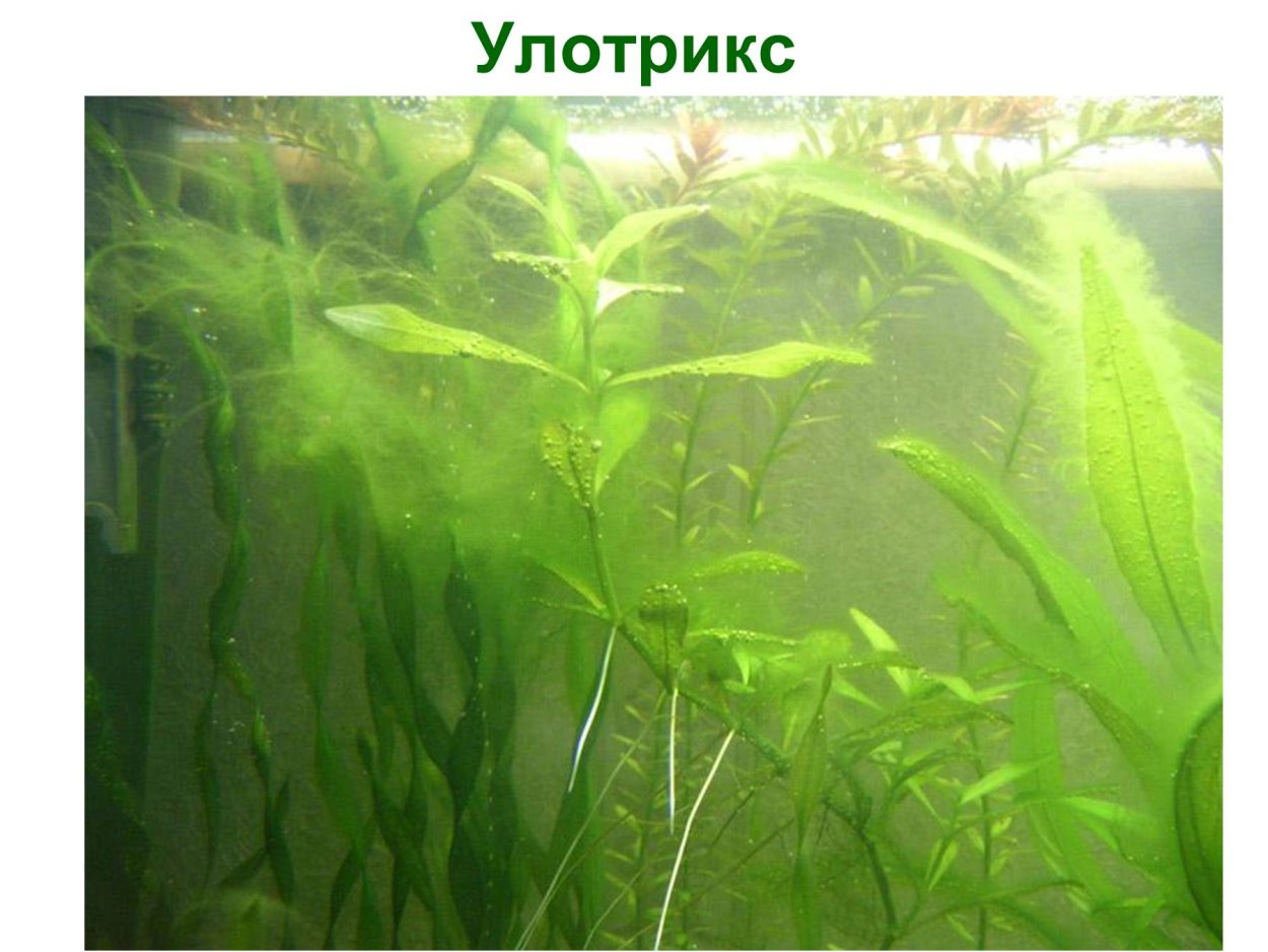 Особенности жизнедеятельности водорослей