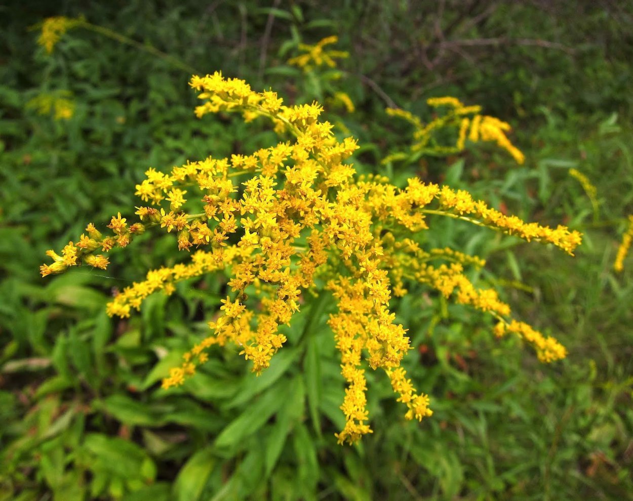 Золотарник обыкновенный (Solidago virgaurea