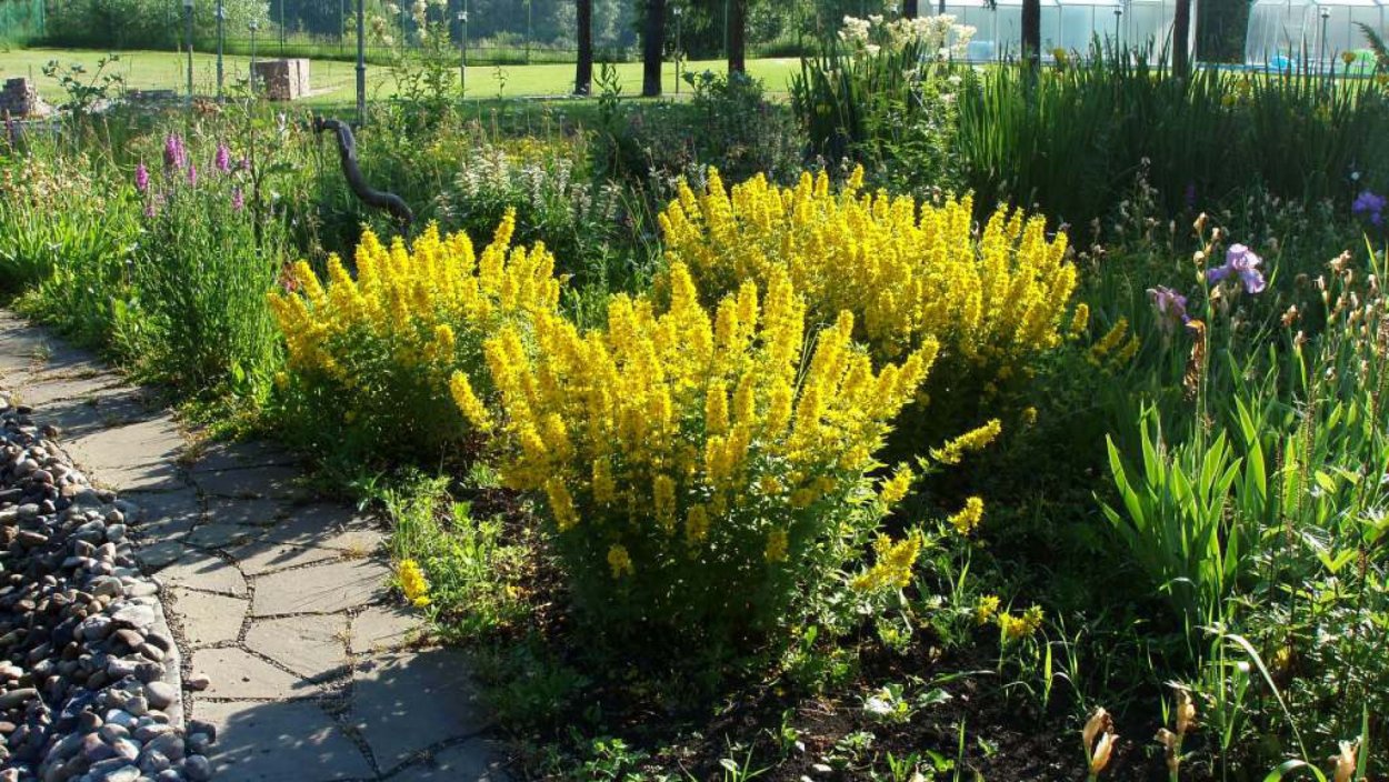 Золотарник канадский (Solidago canadensis)