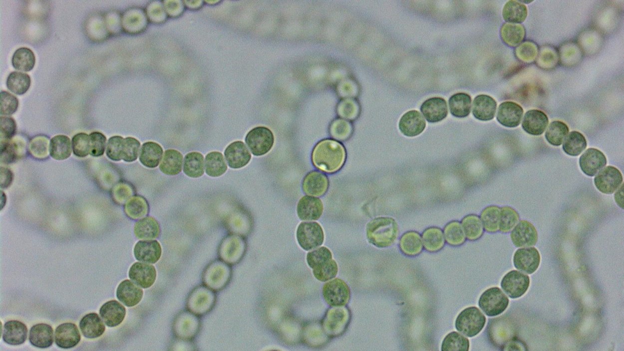 Носток водоросль