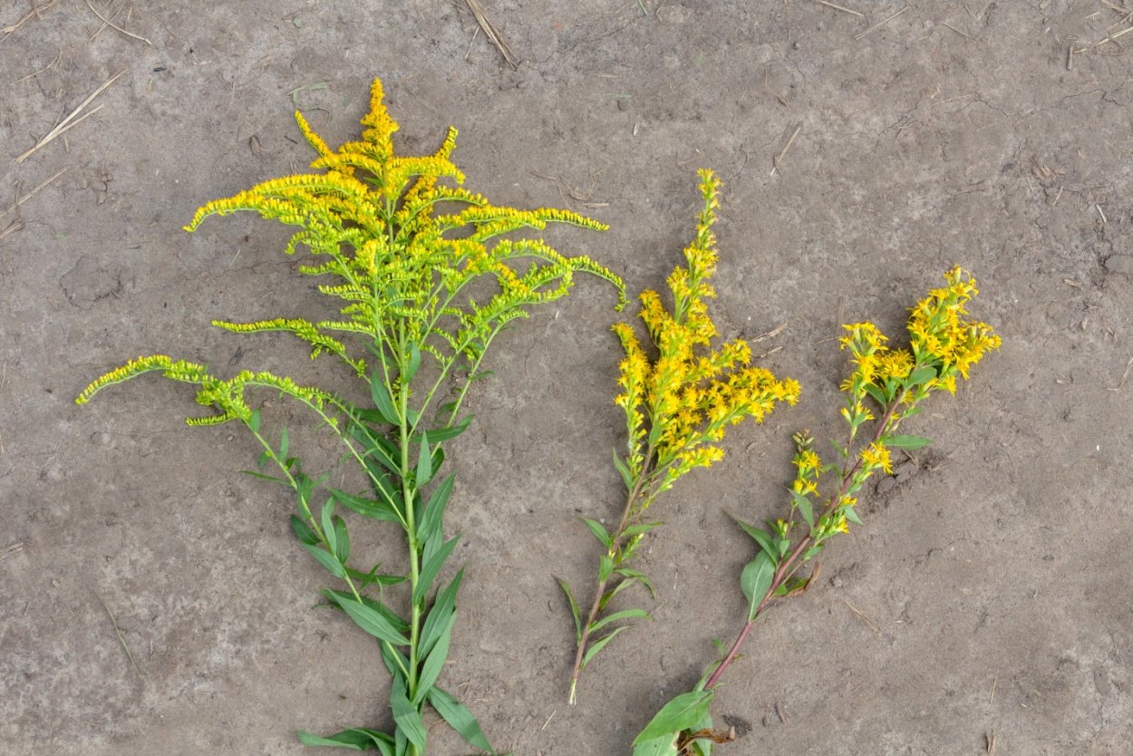 Золотарник обыкновенный трава