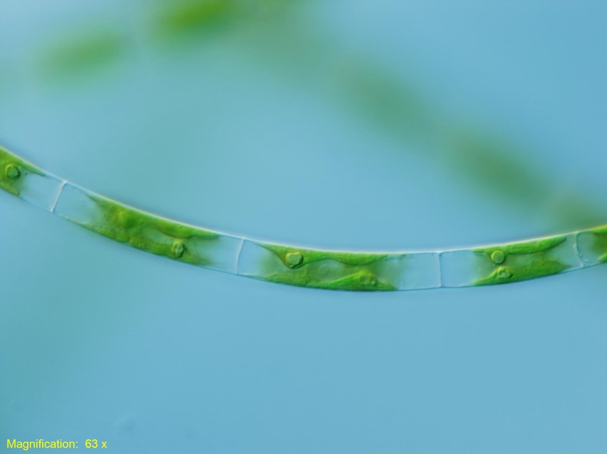 Спирогира Наруто