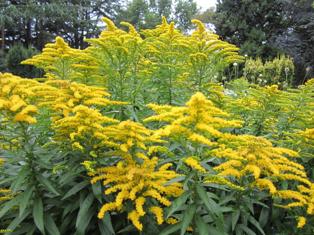 Золотарник канадский (Solidago canadensis)