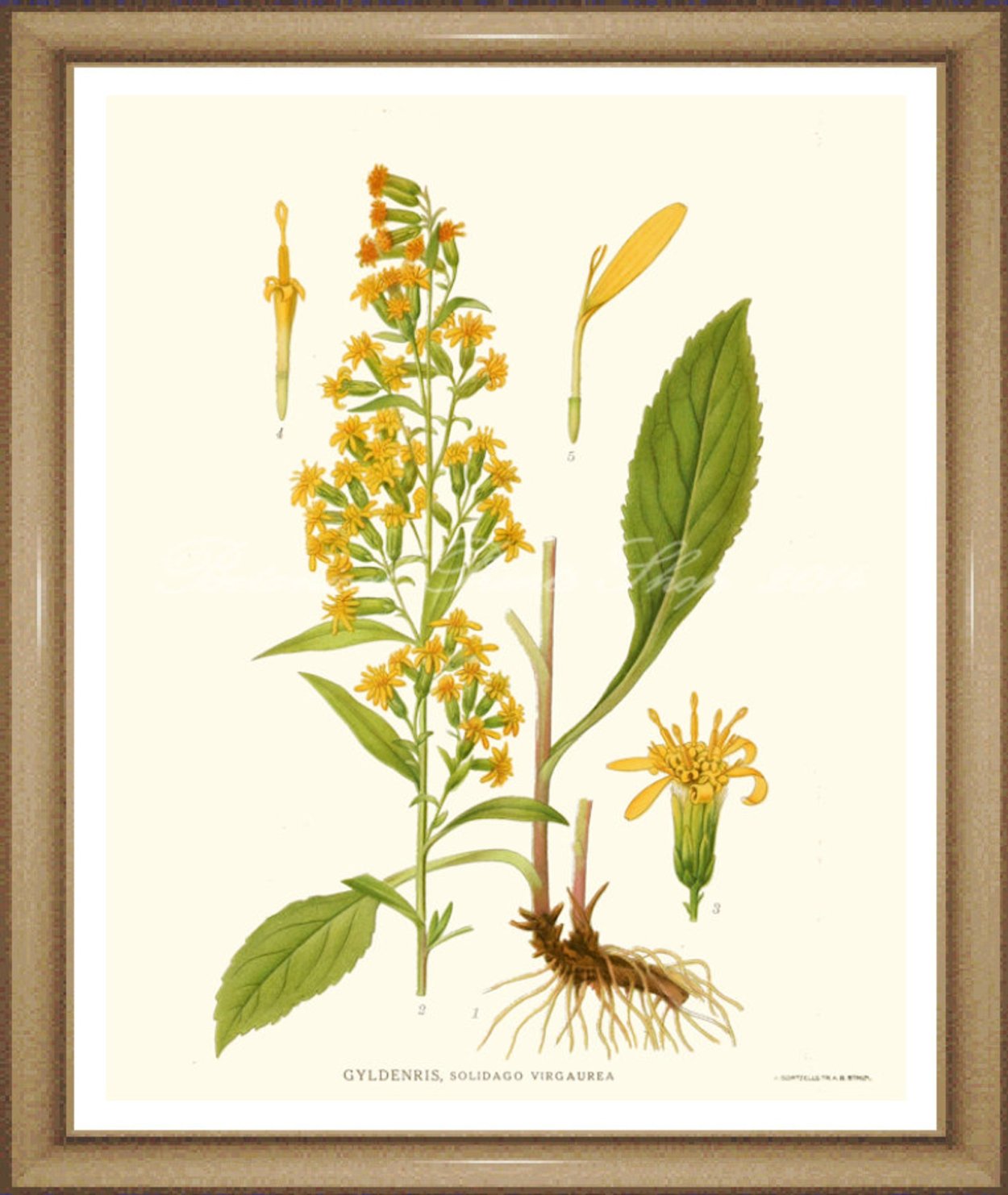 Золотарник гибридный Дзинтра