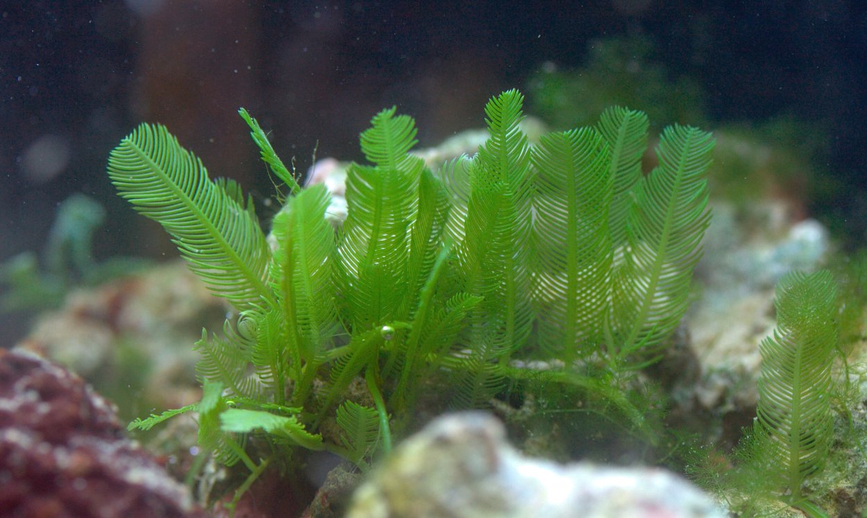 Каулерпа Таксифолия