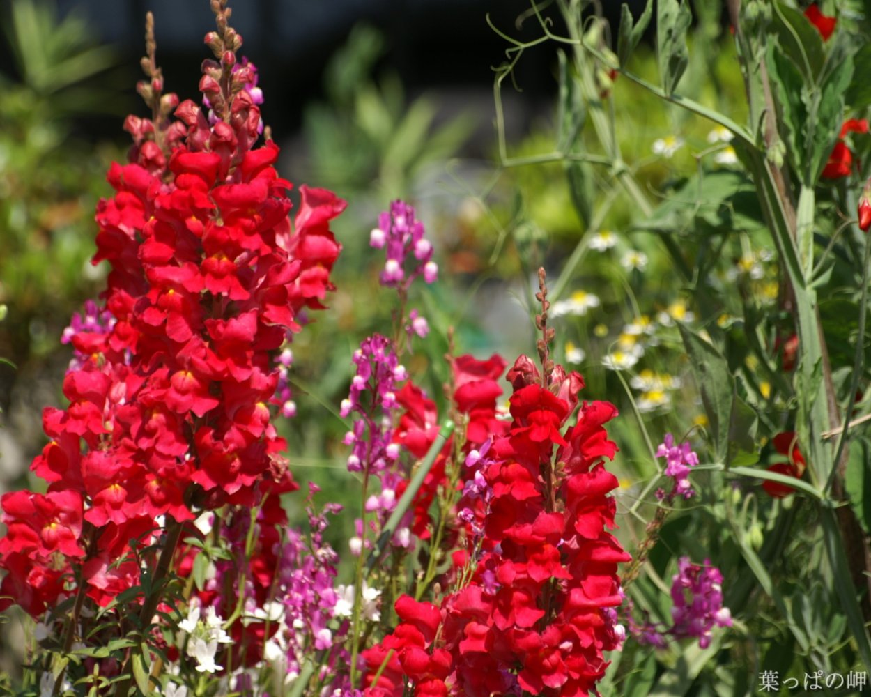 Полынь золототысячник