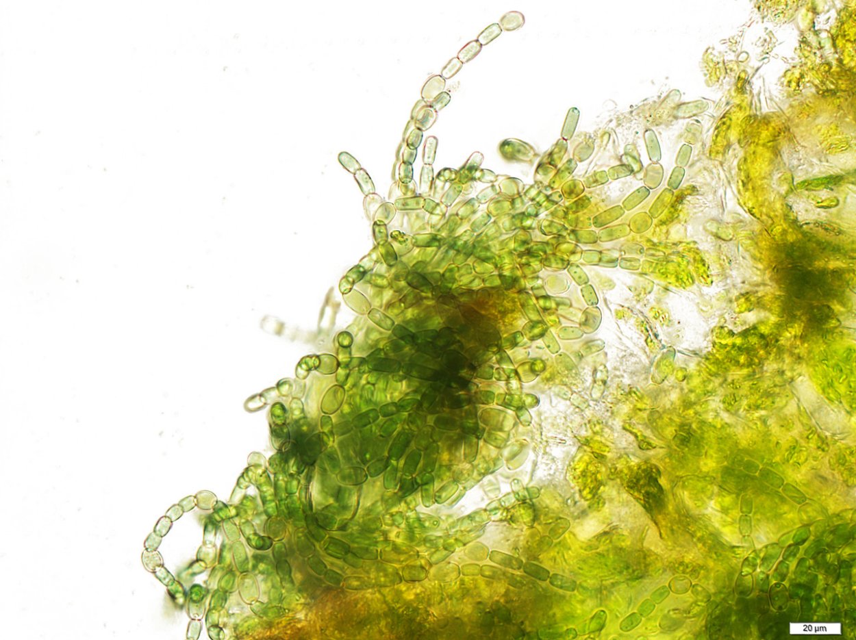 Цианобактерии водоросли