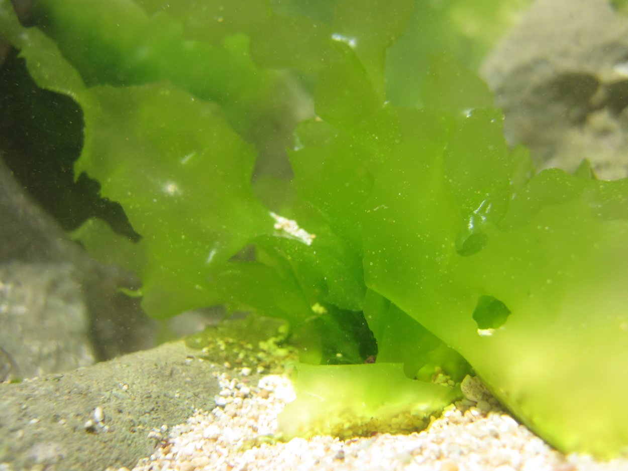 Фукус Ульва