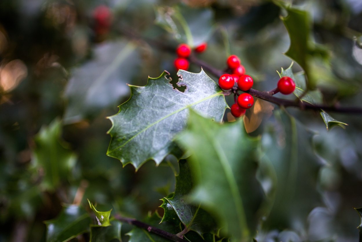 Падуб остролистный Казанова