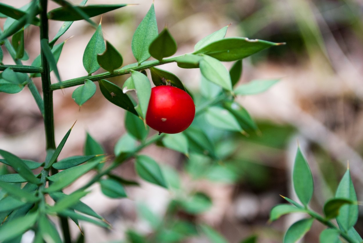 Иглица Понтийская