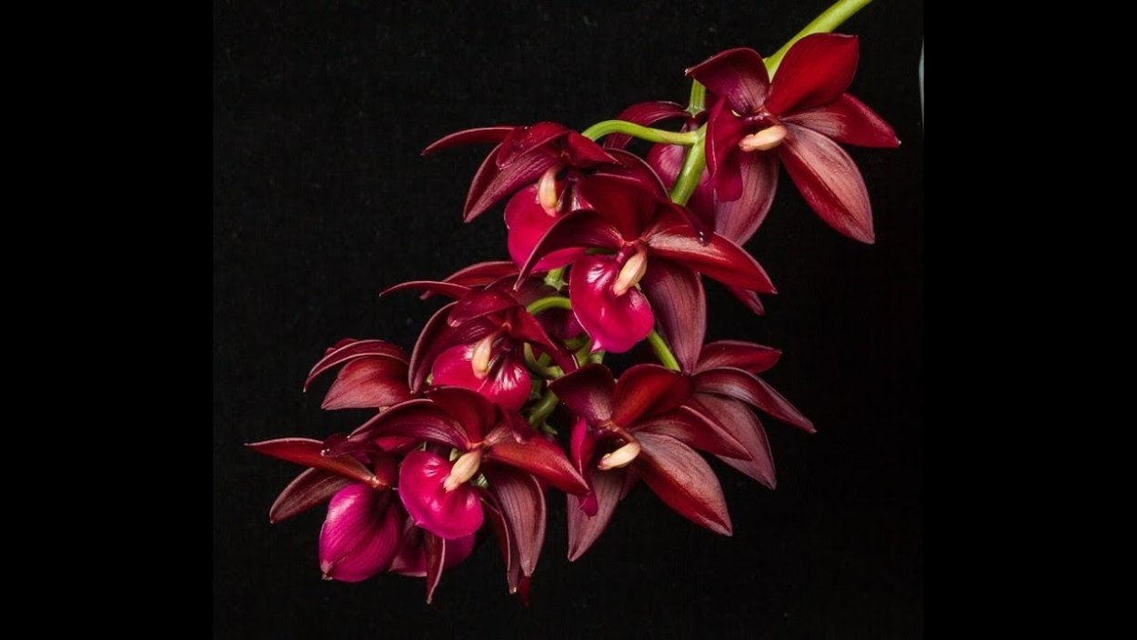 Фредкларкеара орхидея