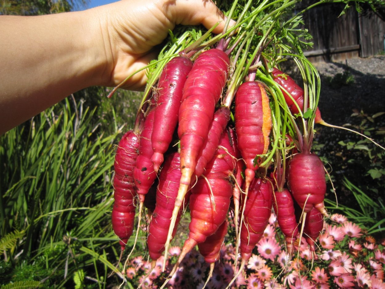 ‘Yellowstone’ морковь