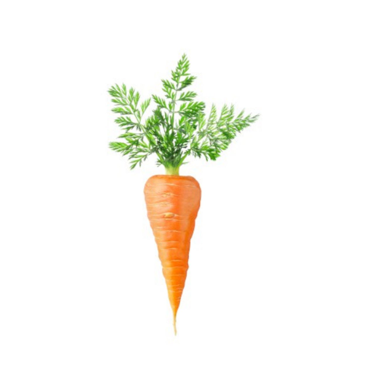 Дикая морковь на белом фоне
