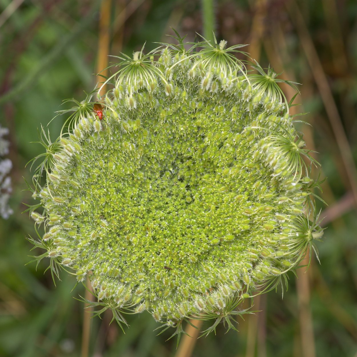 Желтая морковь
