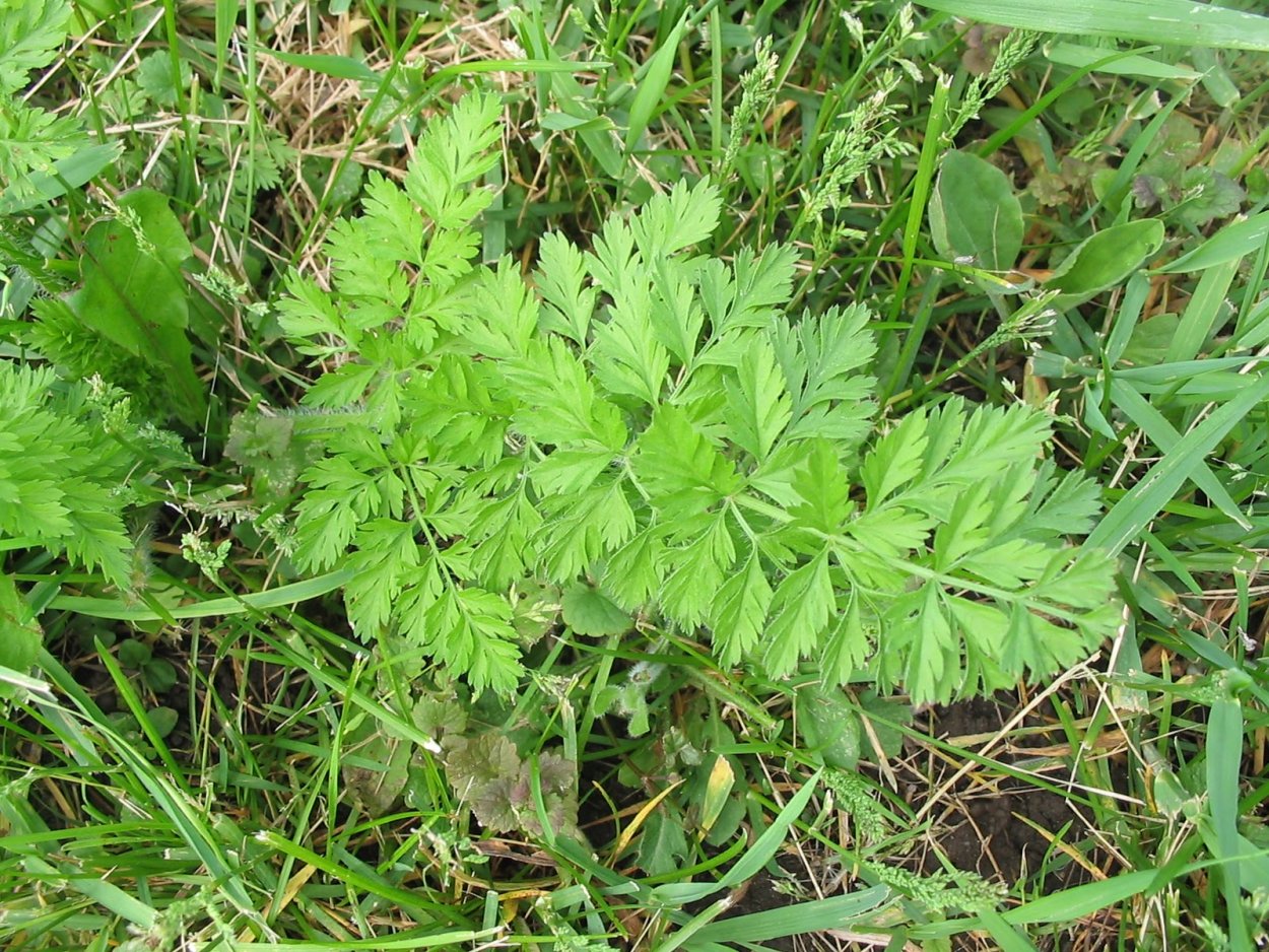 Морковь на доске