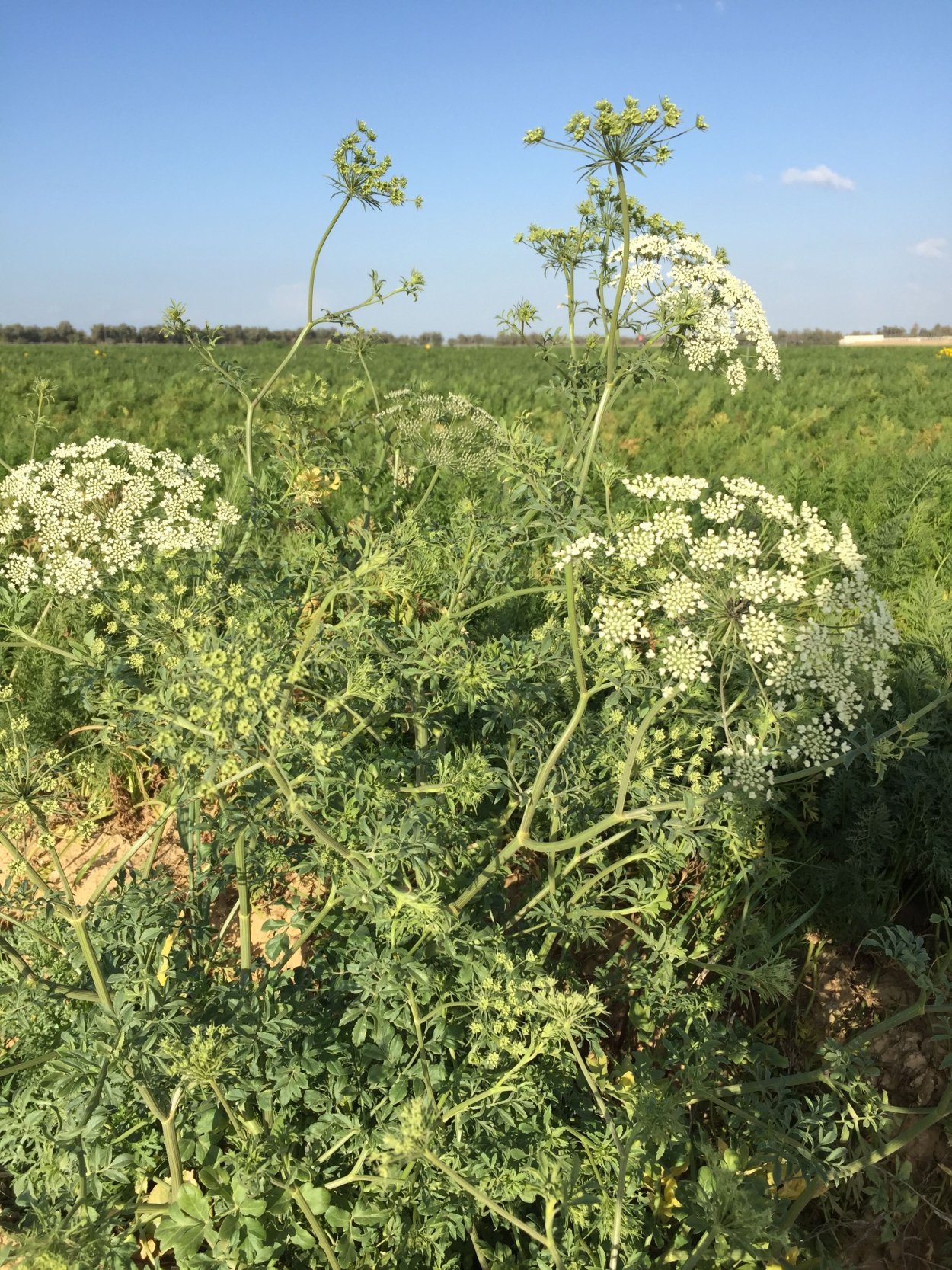 Морковь Полярная клюква