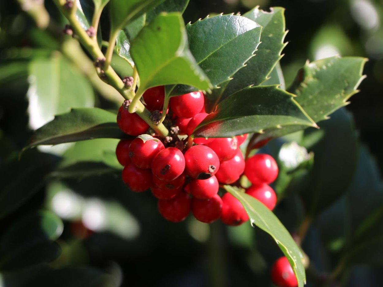 Падуб колхидский Рубин