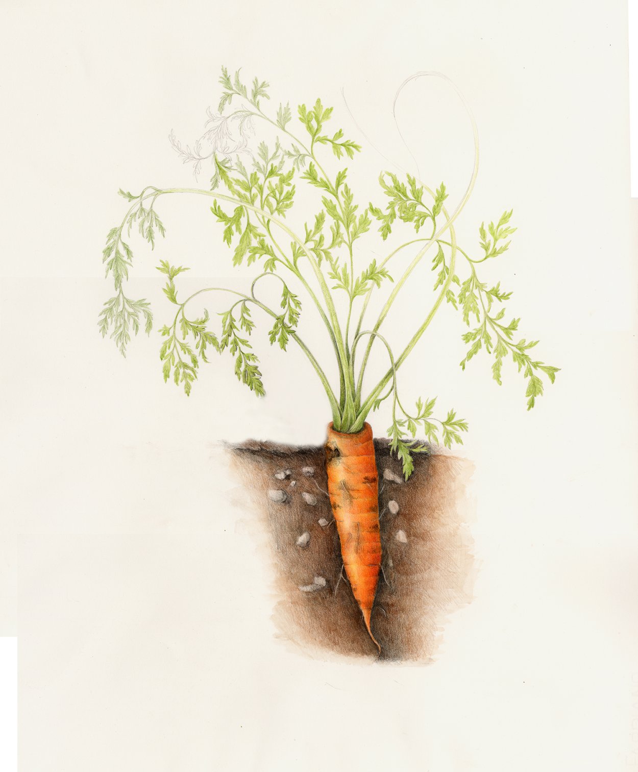 Сорта моркови для посадки