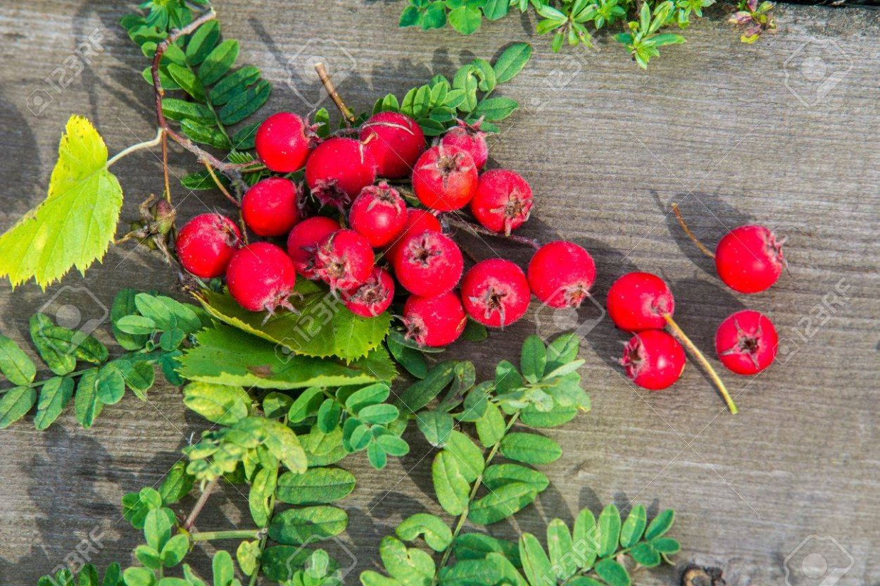 Трава иглица Broom
