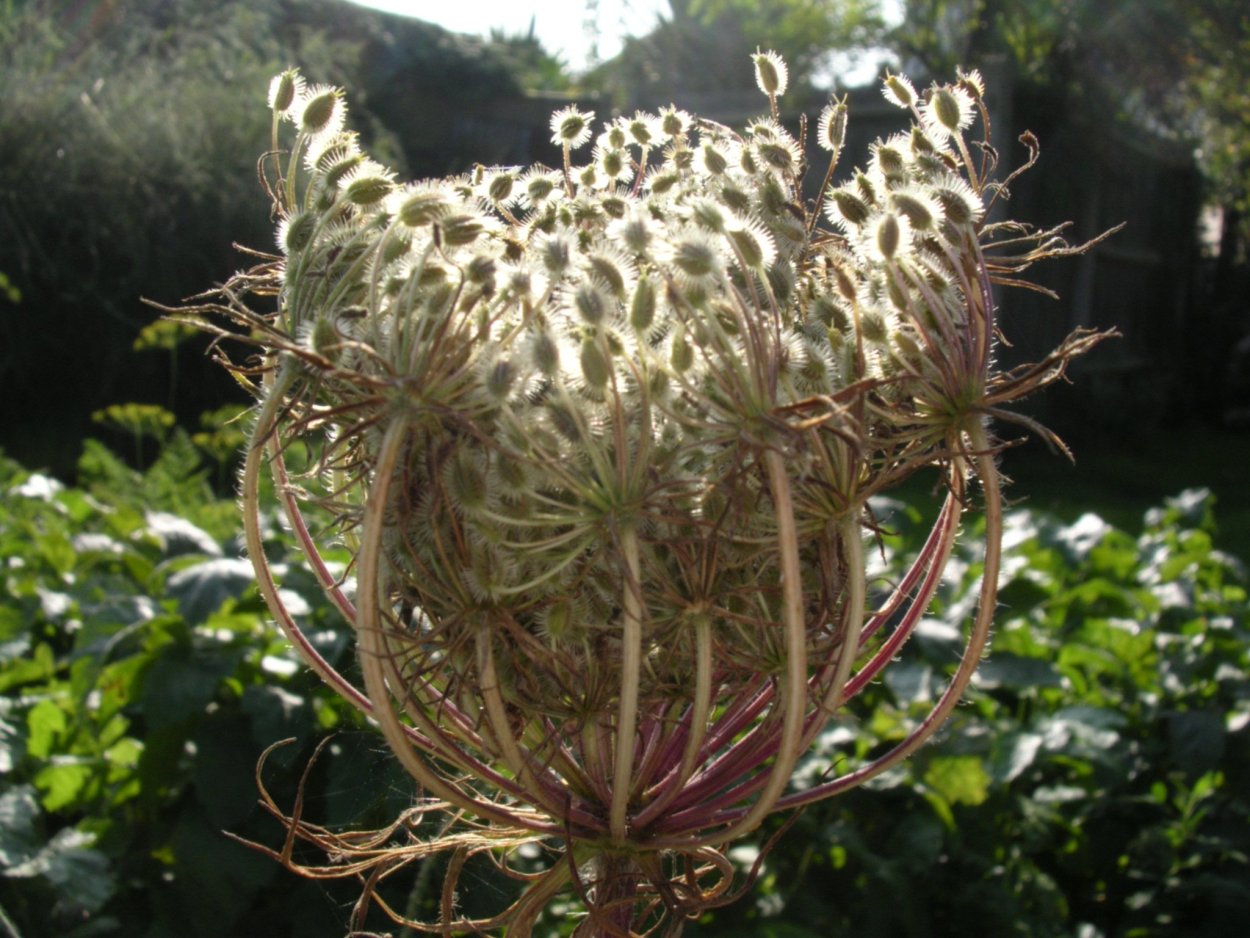 Корневище Daucus carota