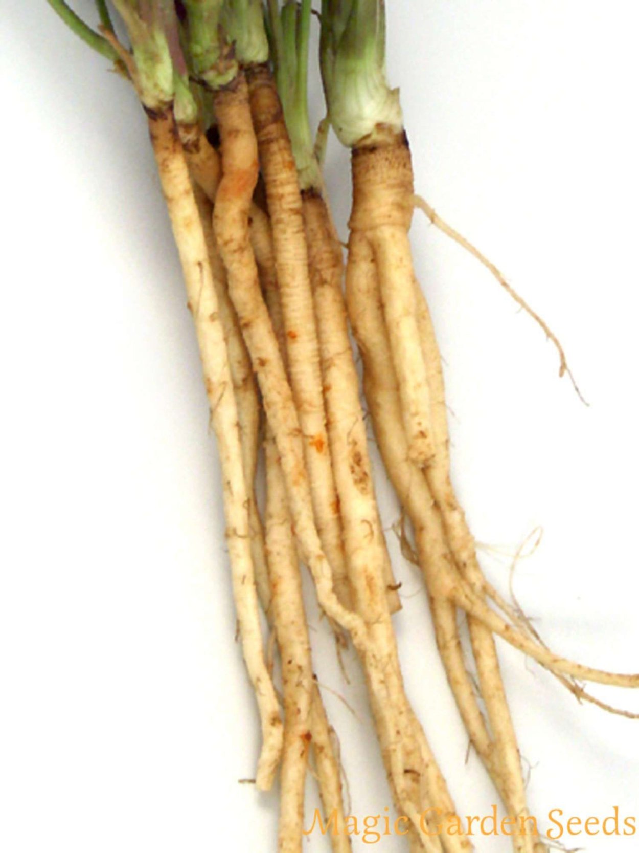 Морковь на прозрачном фоне