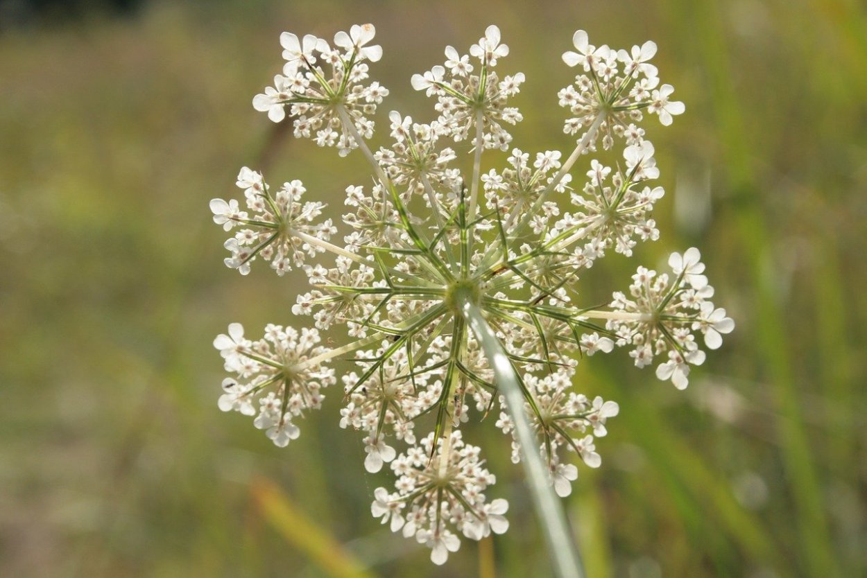 Растения Daucus carota