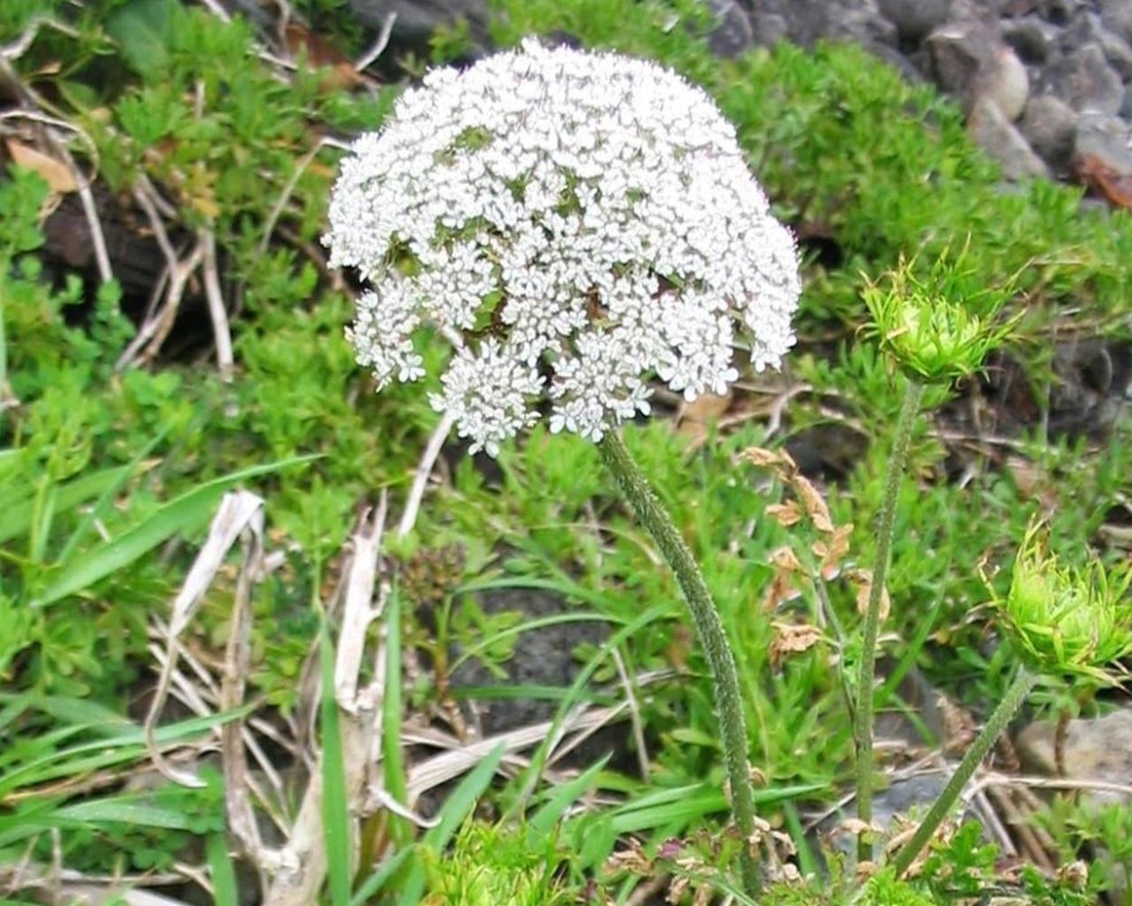 Корнеплод растения Daucus carota