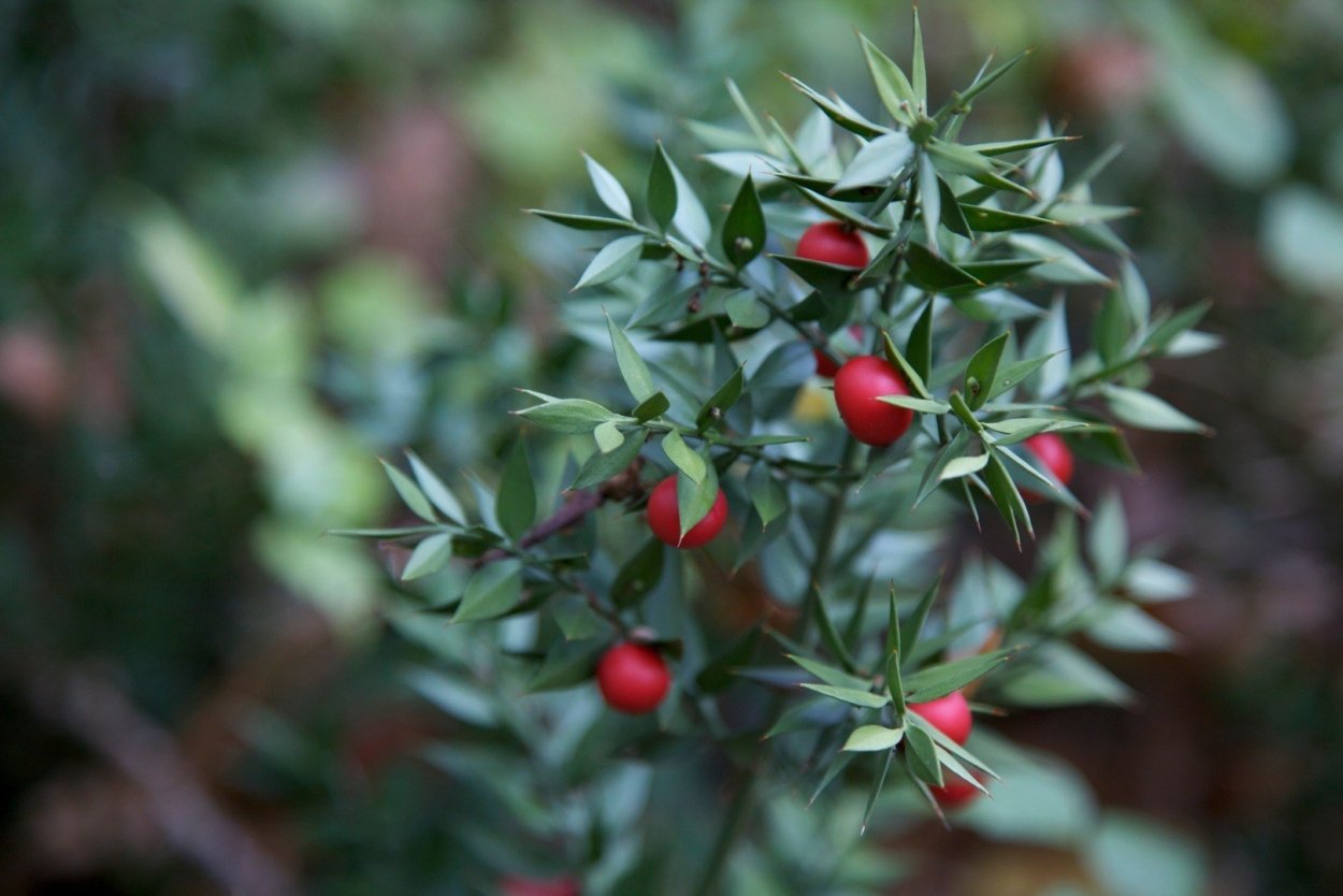 Красные ягоды в лесу на земле