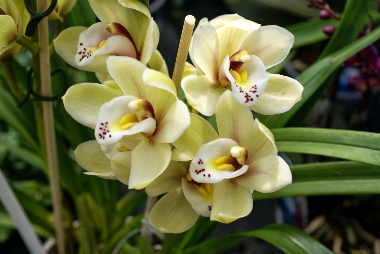 Цветок из семейства орхидей