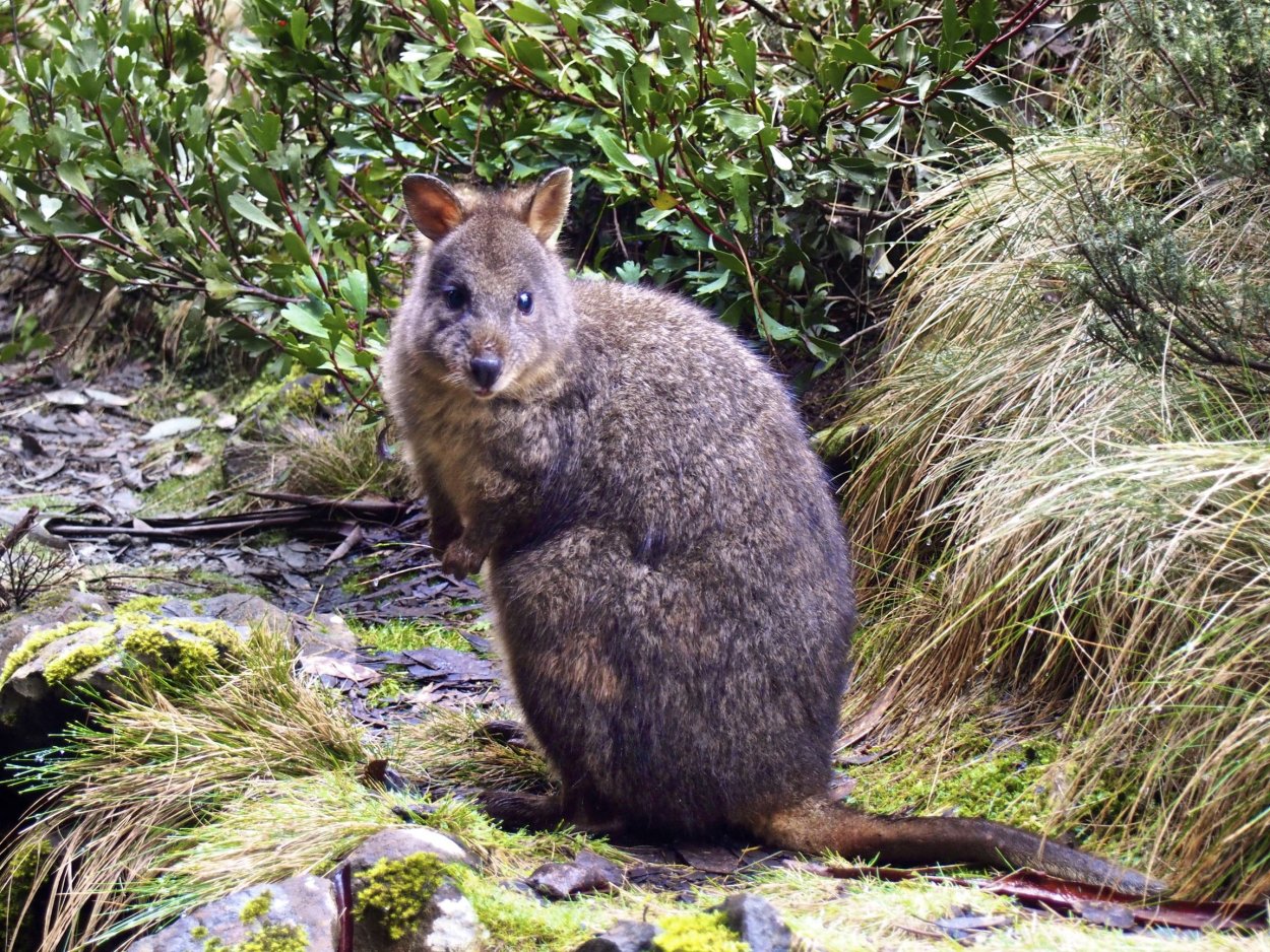 Дикая природа Тасмании животные