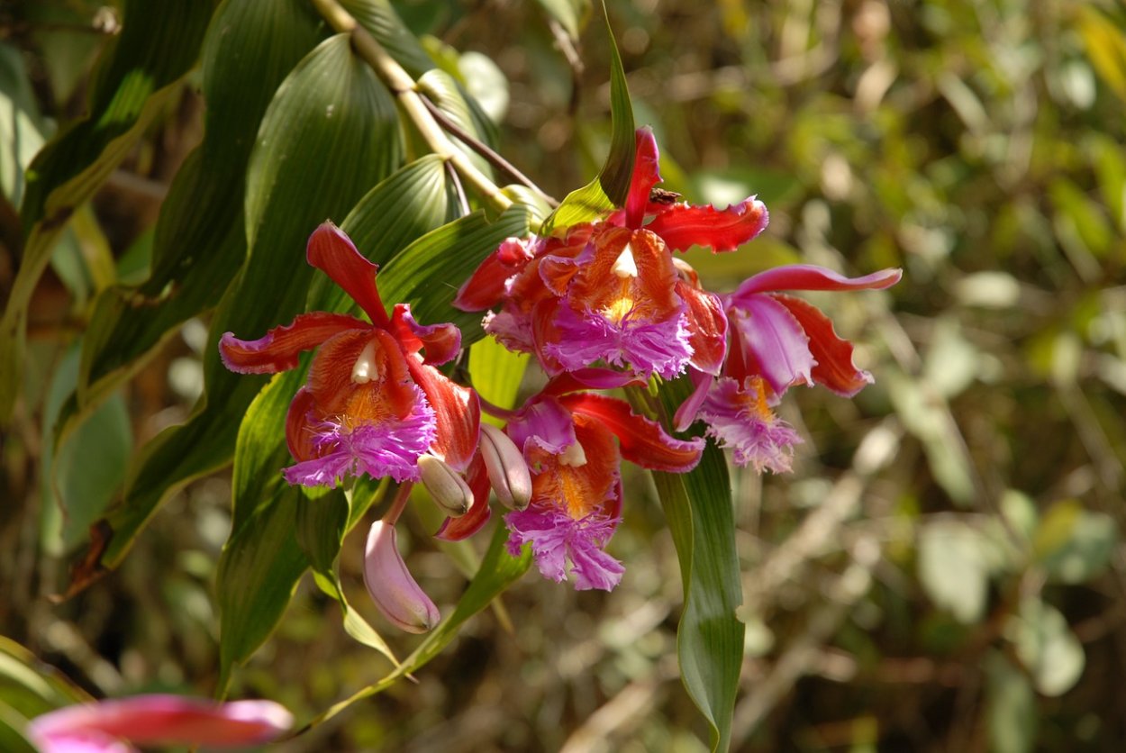 Бульбофиллум орхидея