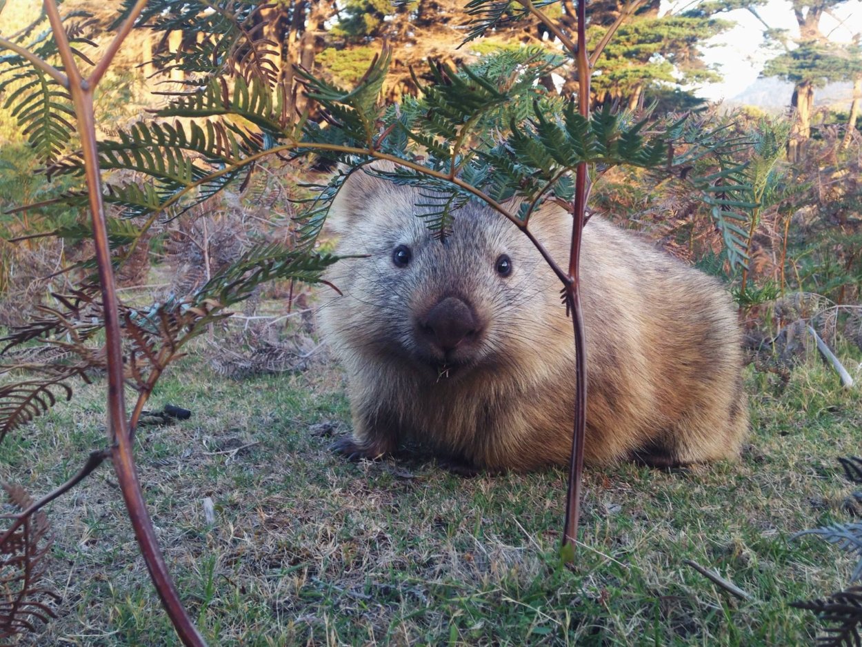 Вомбат тотемное животное