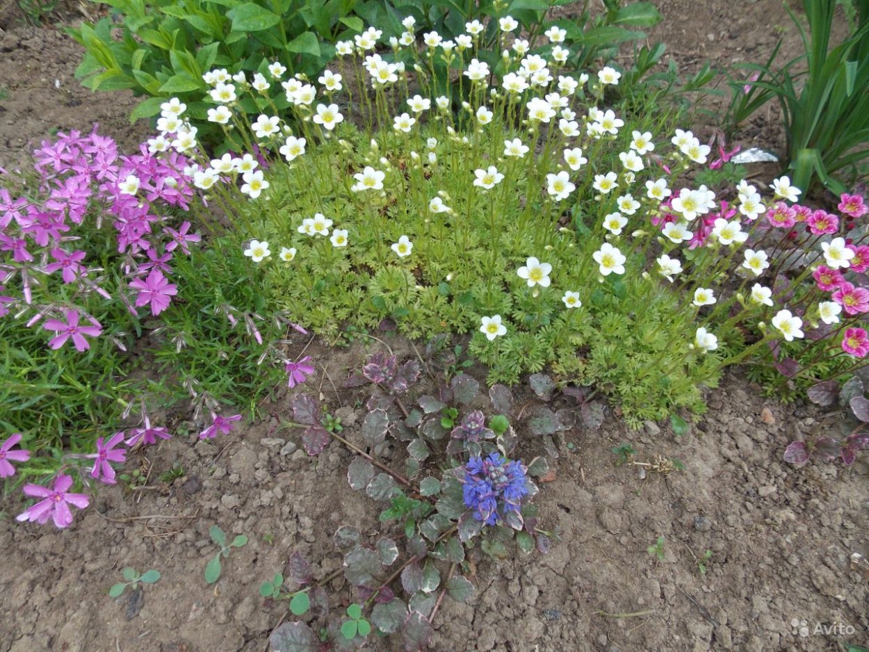 Камнеломка это Арабис?