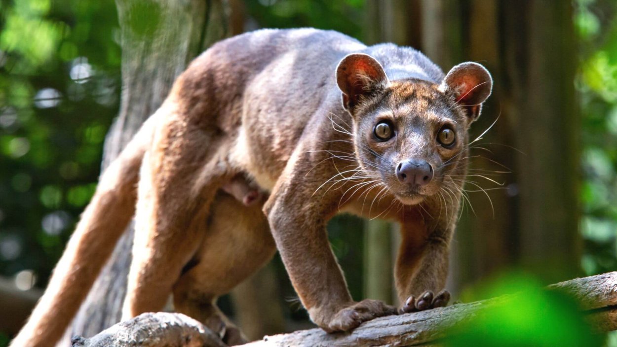 Остров Мадагаскар Фосса