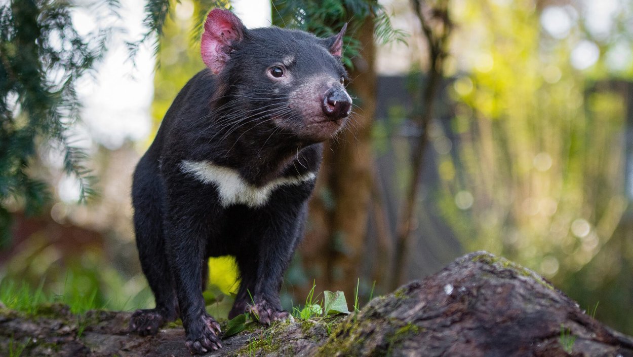 Тасманский сумчатый дьявол