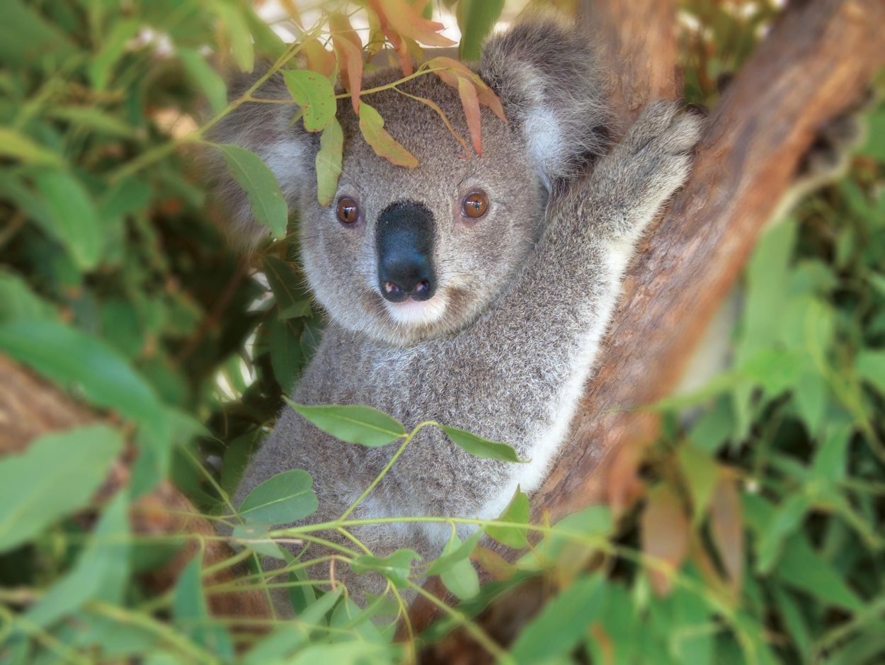 Сырая коала