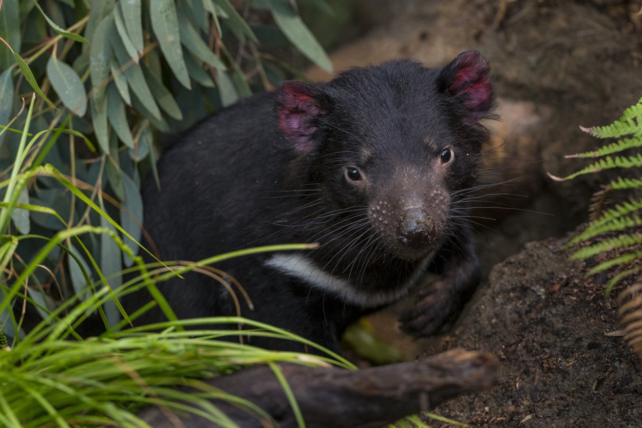Тасманский дьявол и поссум