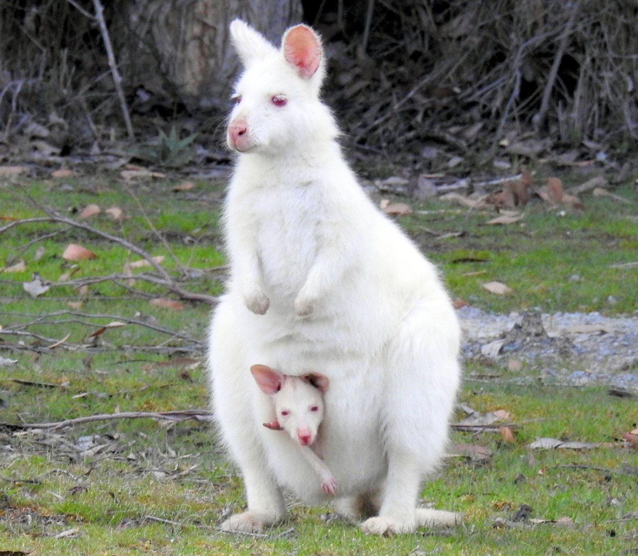Вомбат альбинос