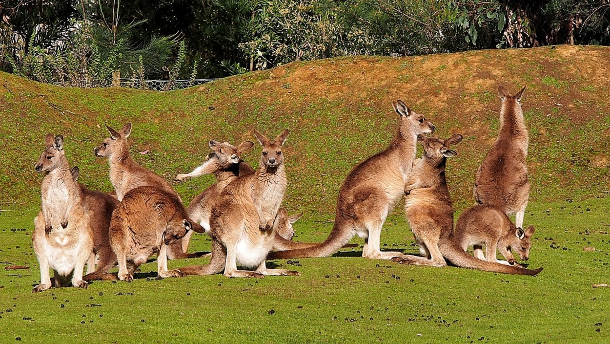 Тасмания кенгуру