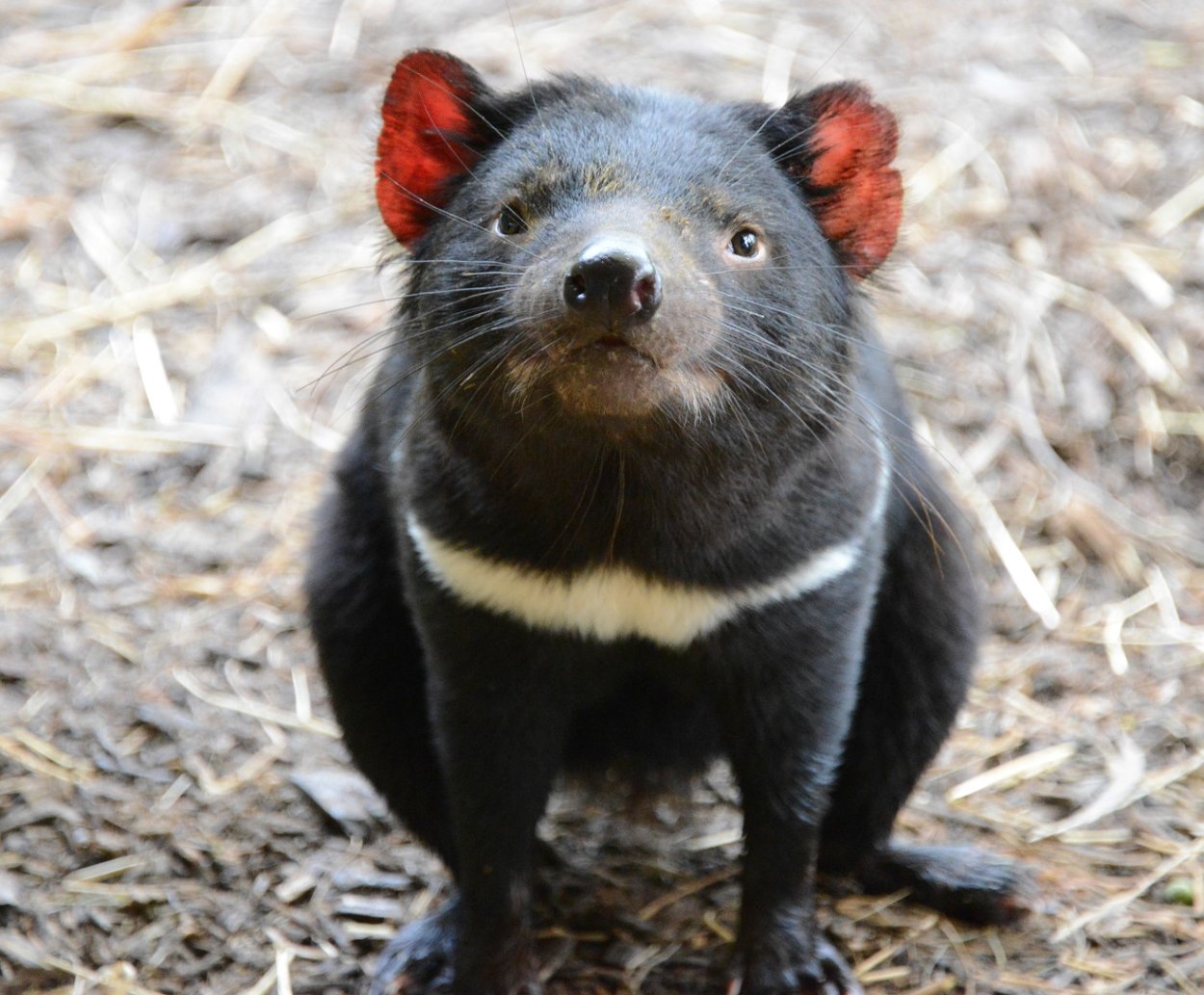 Тасманиан девил