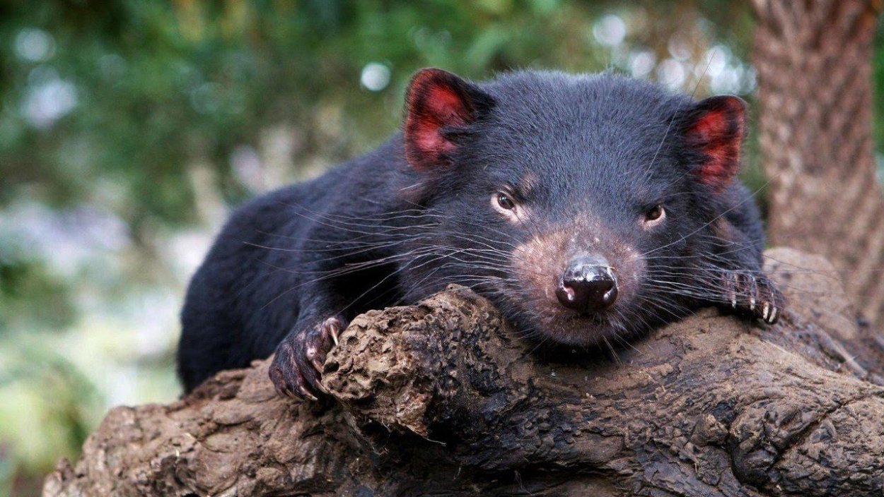Тасманский сумчатый дьявол