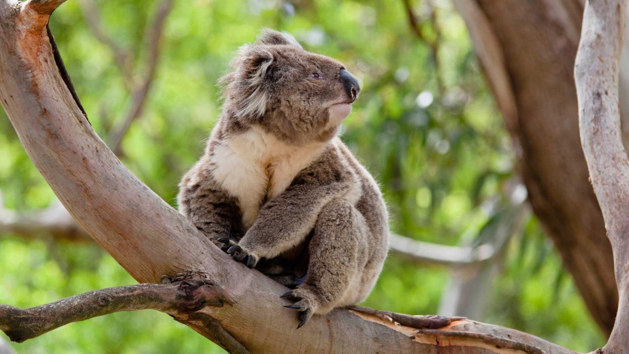 Коала Тасмании